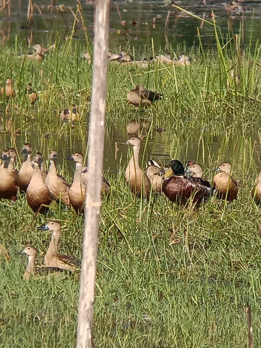 Mallard - ML646434881