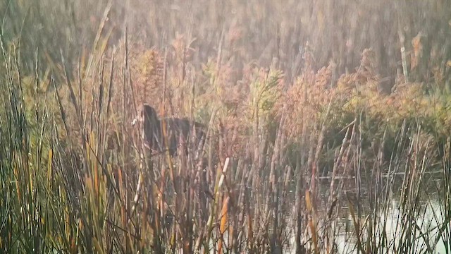 Black Phoebe - ML646434883