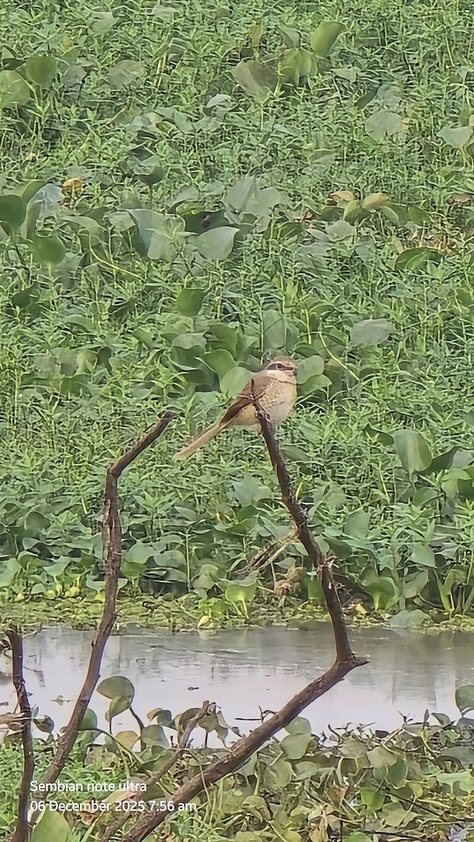 Brown Shrike - ML646434884