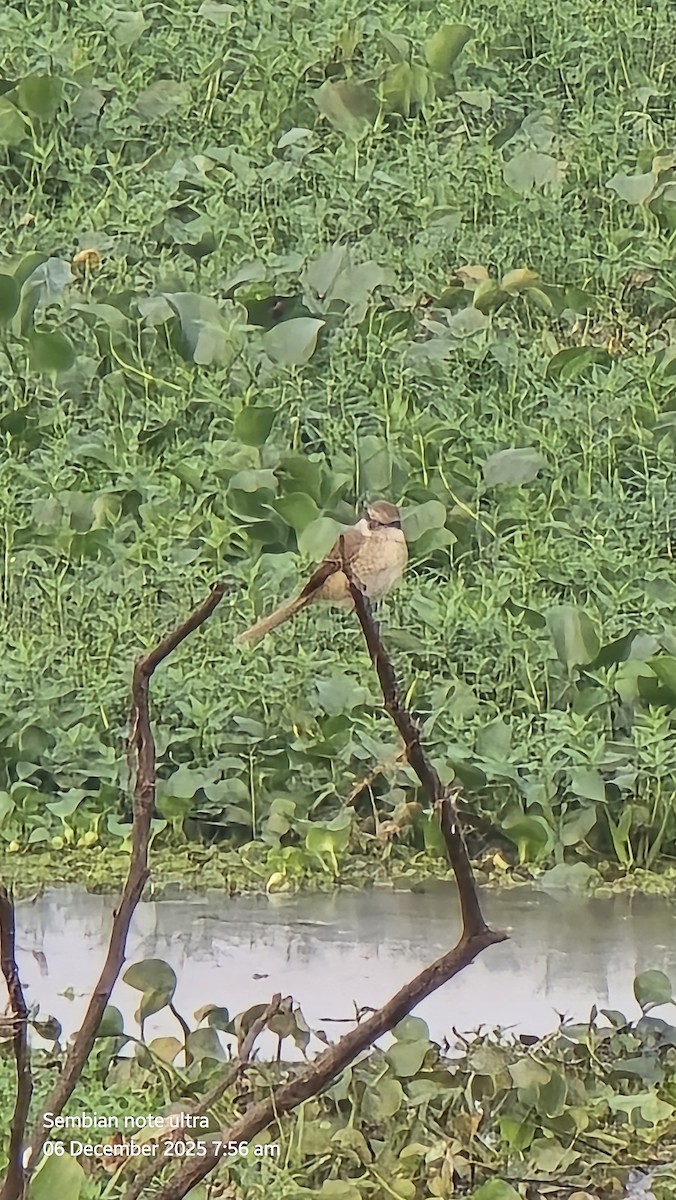 Brown Shrike - ML646434885