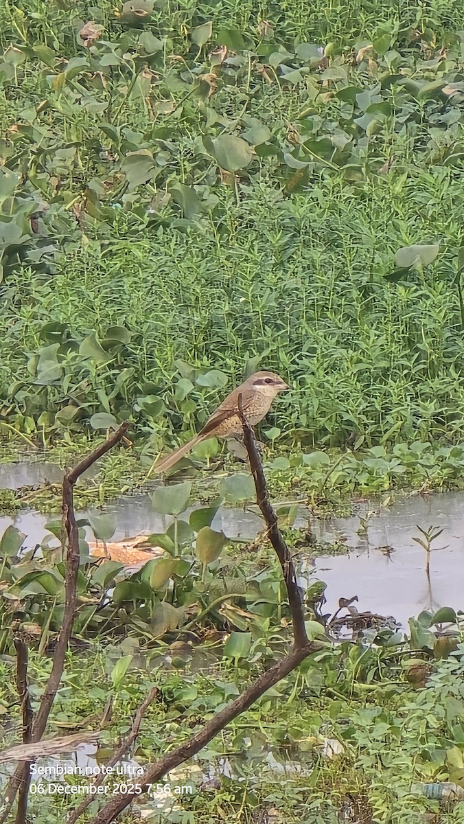 Brown Shrike - ML646434886