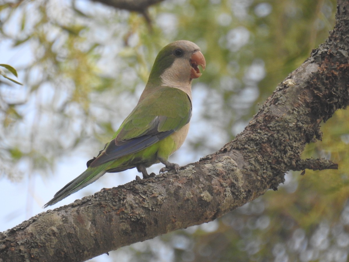 Monk Parakeet - ML646434892