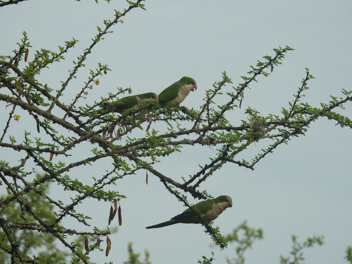 Monk Parakeet - ML646434893