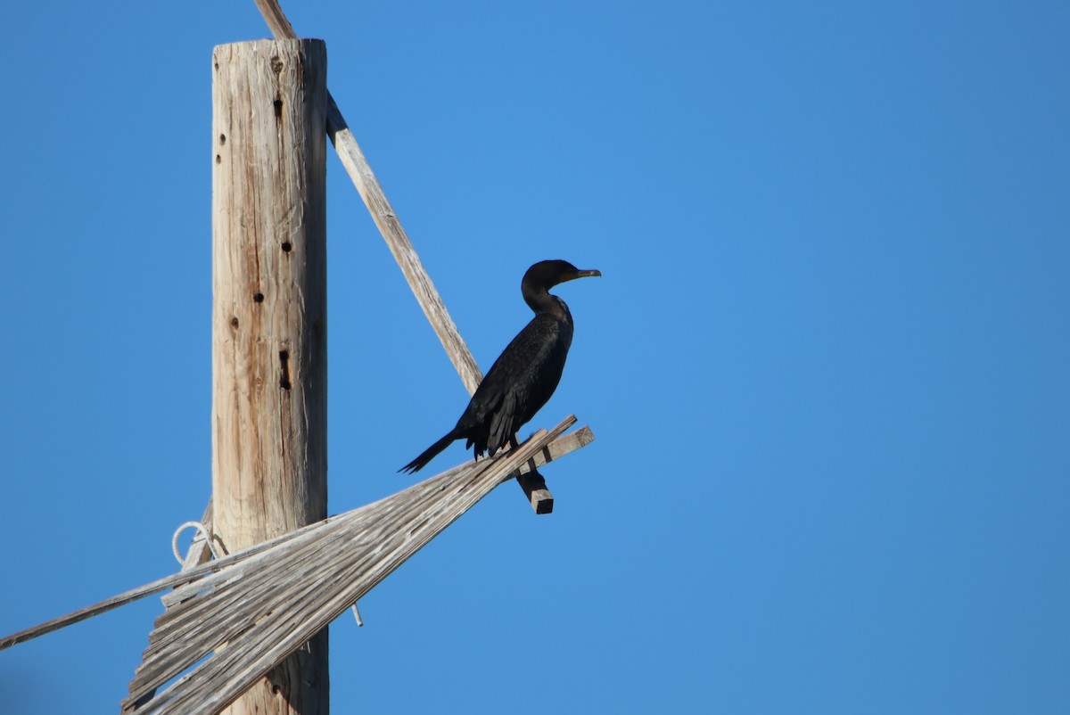 Double-crested Cormorant - ML646434894