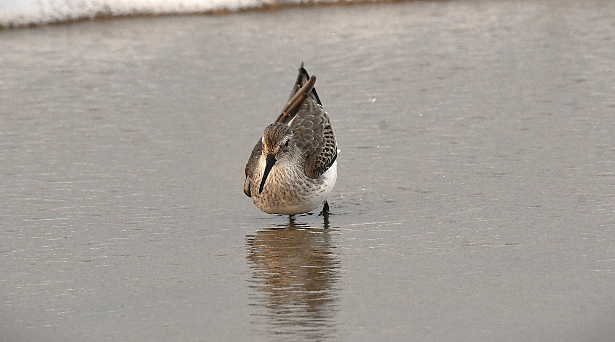 Хар элсэг - ML646434895