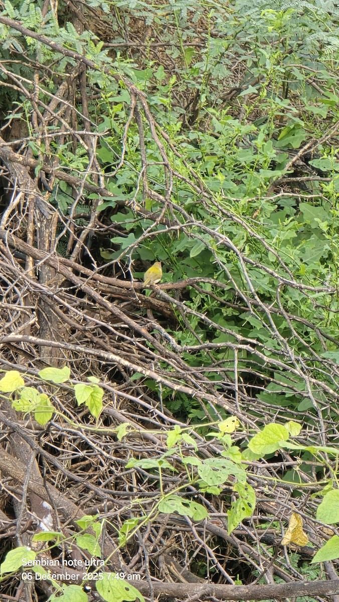 Common Tailorbird - ML646434896