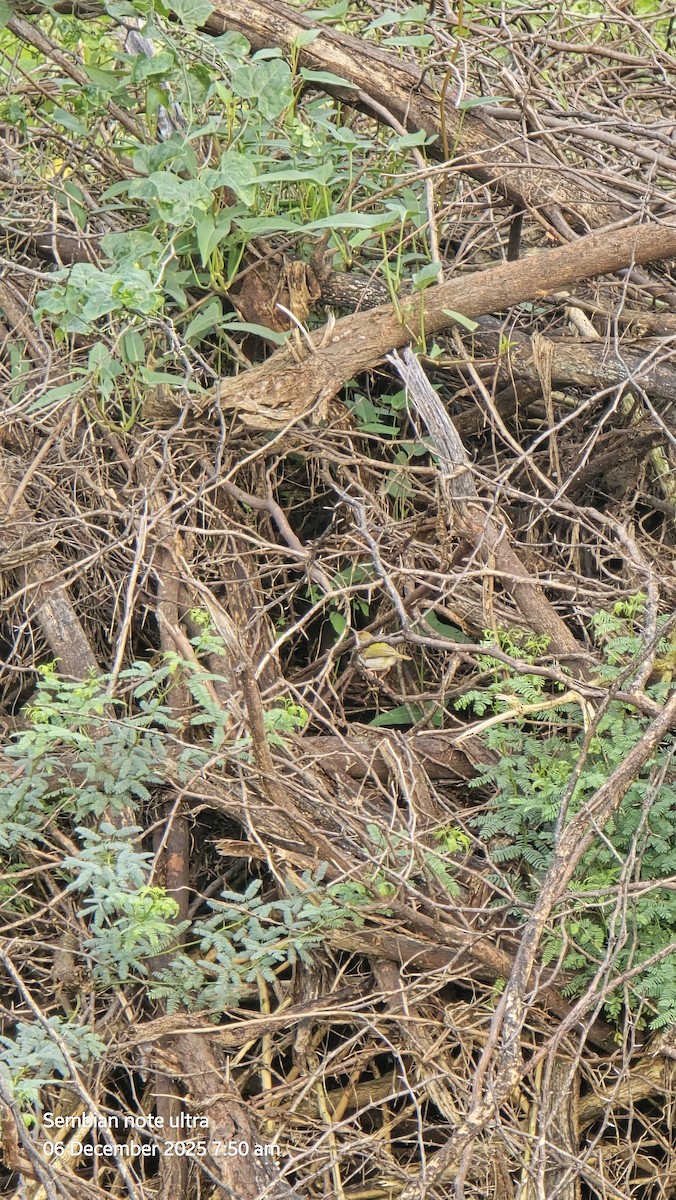 Common Tailorbird - ML646434897
