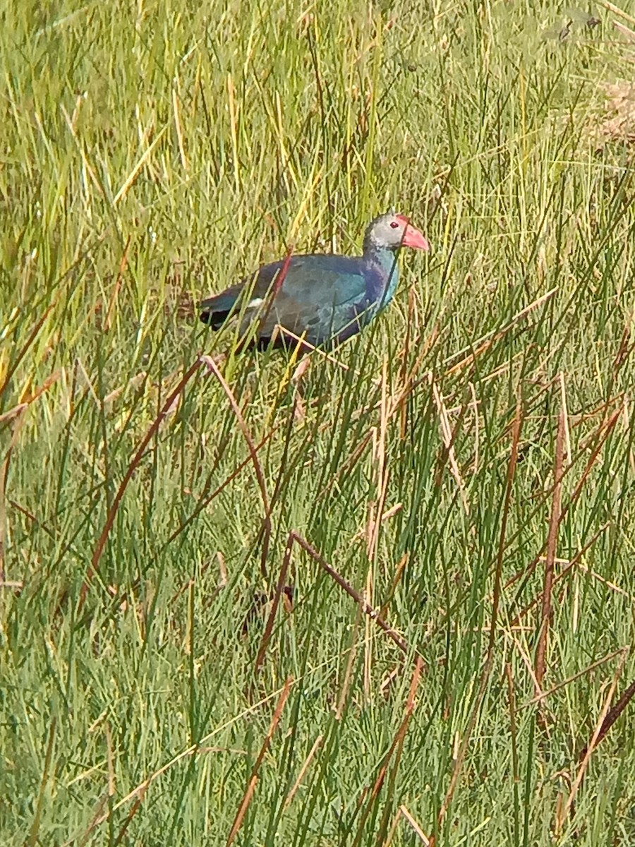 Gray-headed Swamphen - ML646434899