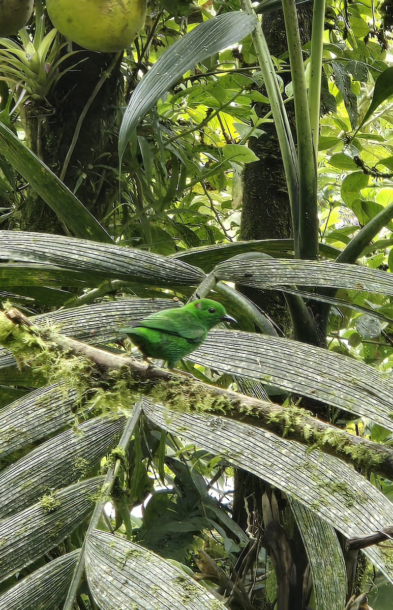 Glistening-green Tanager - ML646434900
