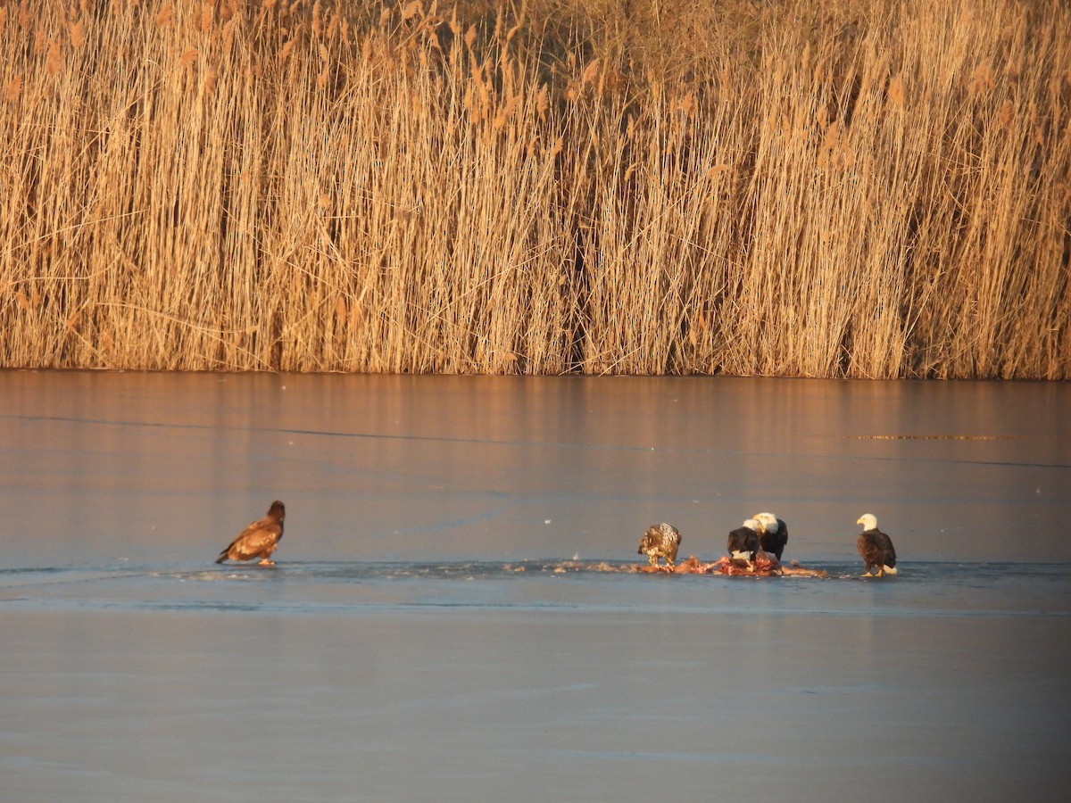 Bald Eagle - ML646434901