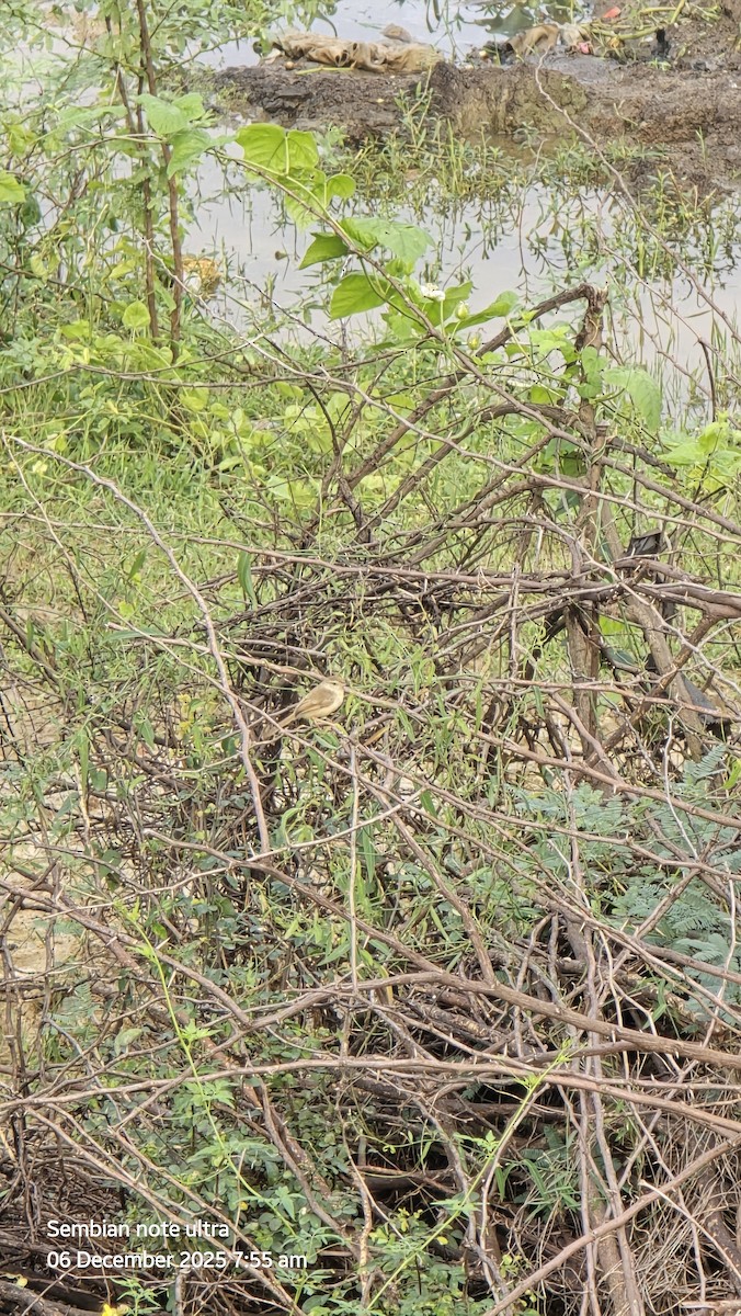 Plain Prinia - ML646434902