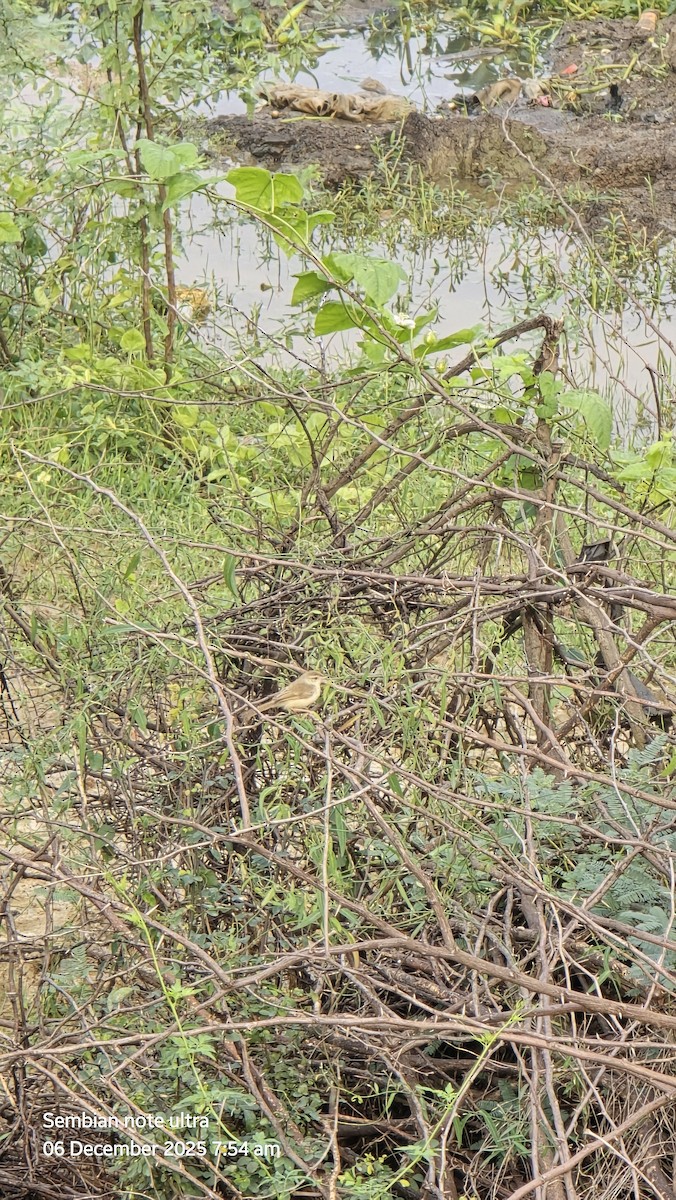 Plain Prinia - ML646434903