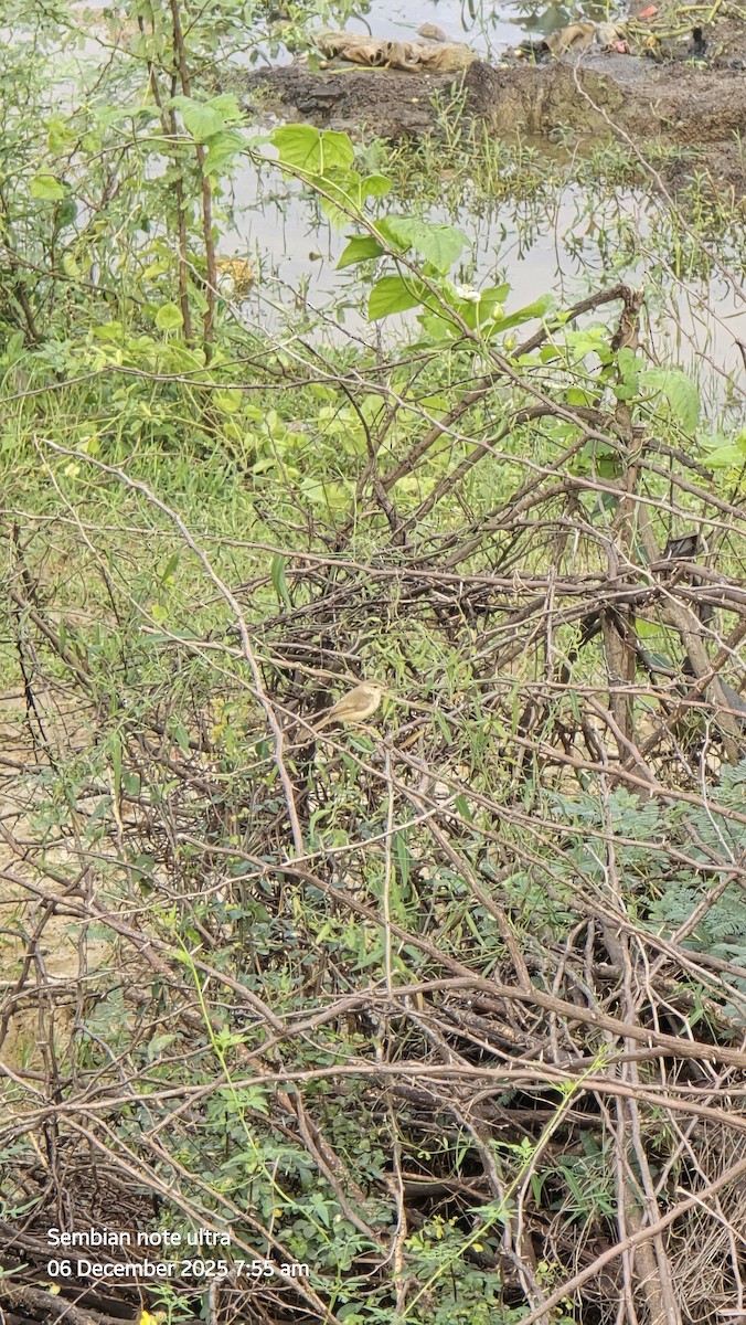 Plain Prinia - ML646434904