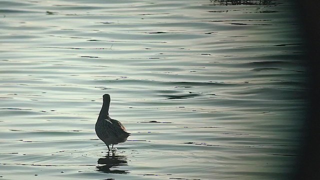Long-billed Curlew - ML646434906