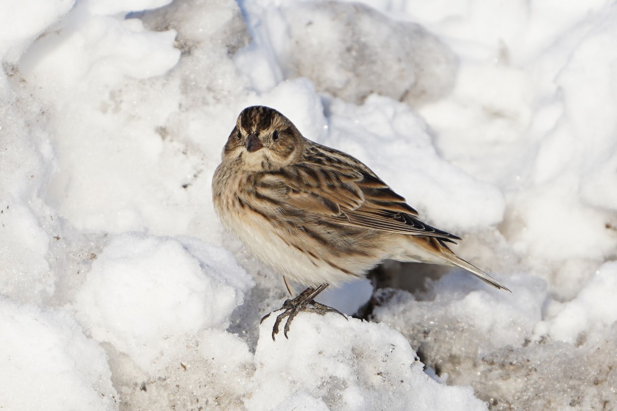 Lapland Longspur - ML646434907