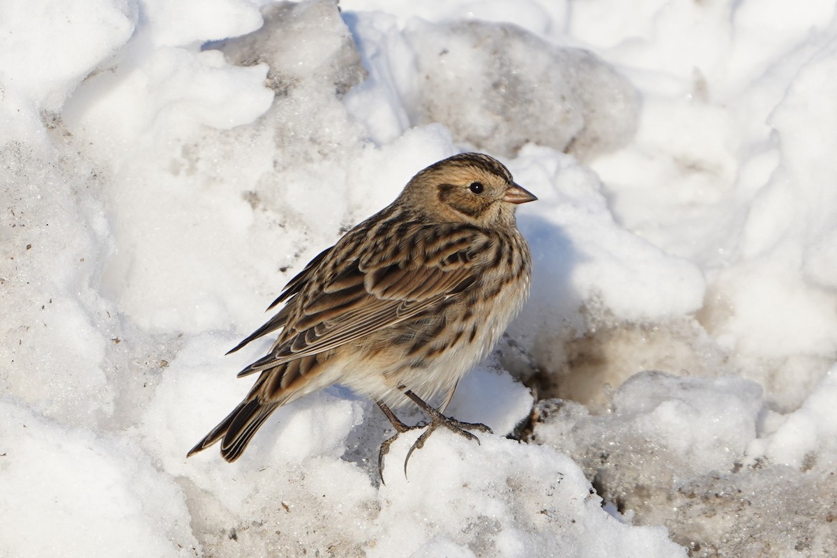 Lapland Longspur - ML646434908