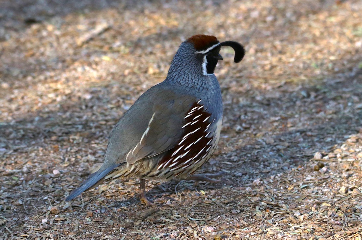 Gambel's Quail - ML646434909