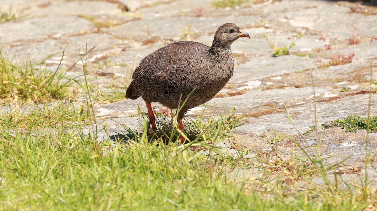 Cape Spurfowl - ML646434910