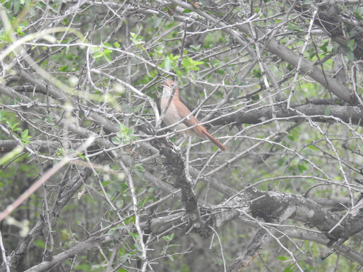 Rufous Hornero - ML646434913