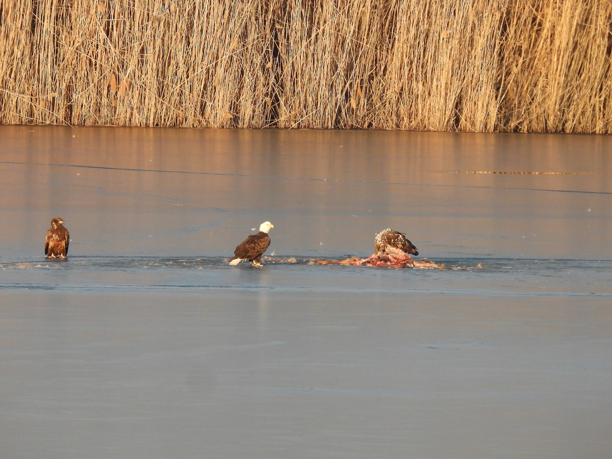 Bald Eagle - ML646434917