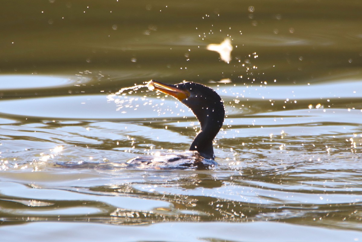 Neotropic Cormorant - ML646434919