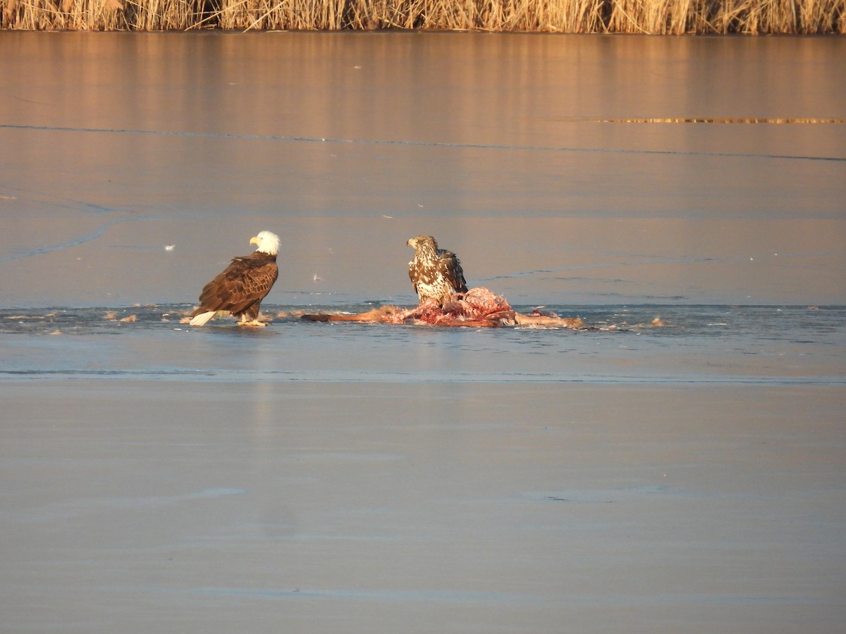Bald Eagle - ML646434920