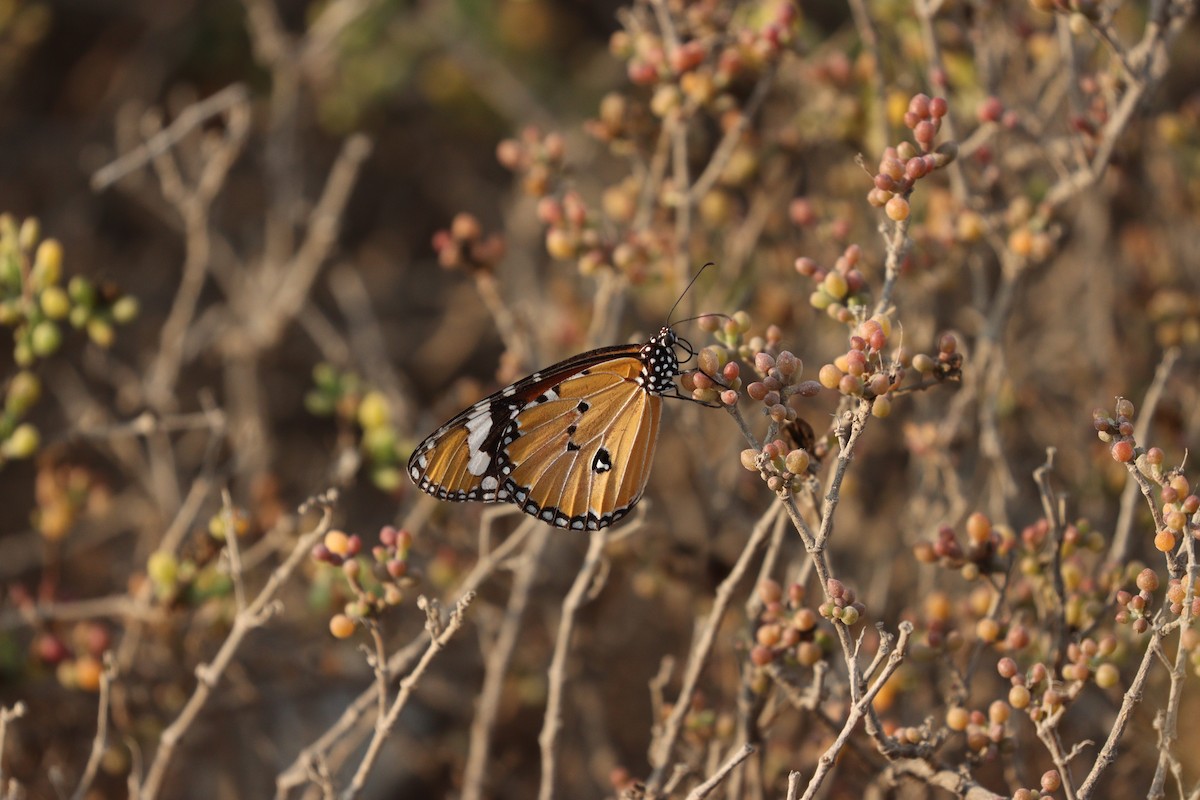 Animals - ML646434922