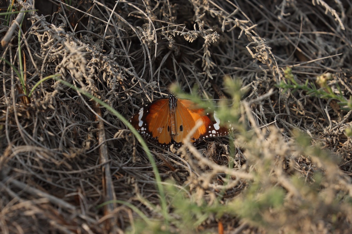 Animals - ML646434923