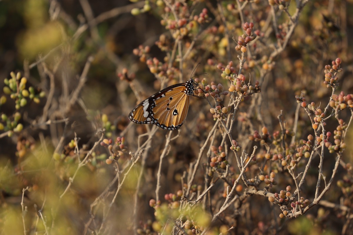 Animals - ML646434924