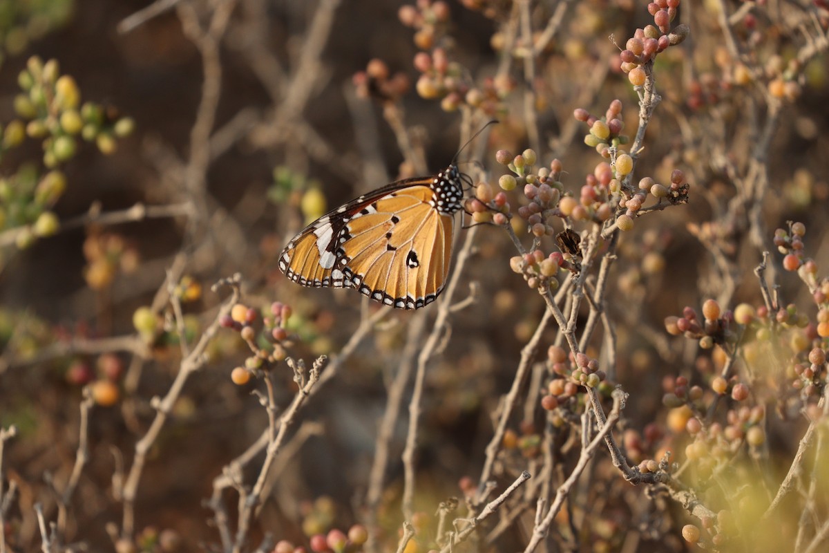 Animals - ML646434925