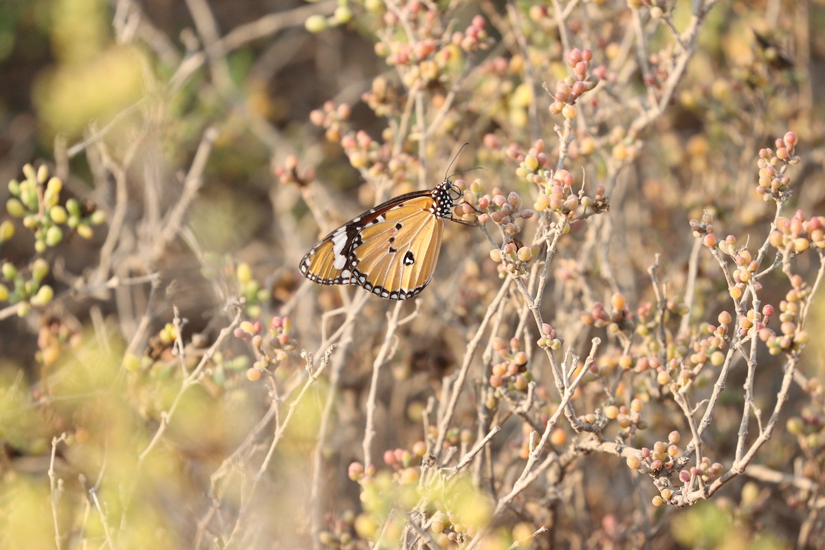 Animals - ML646434926