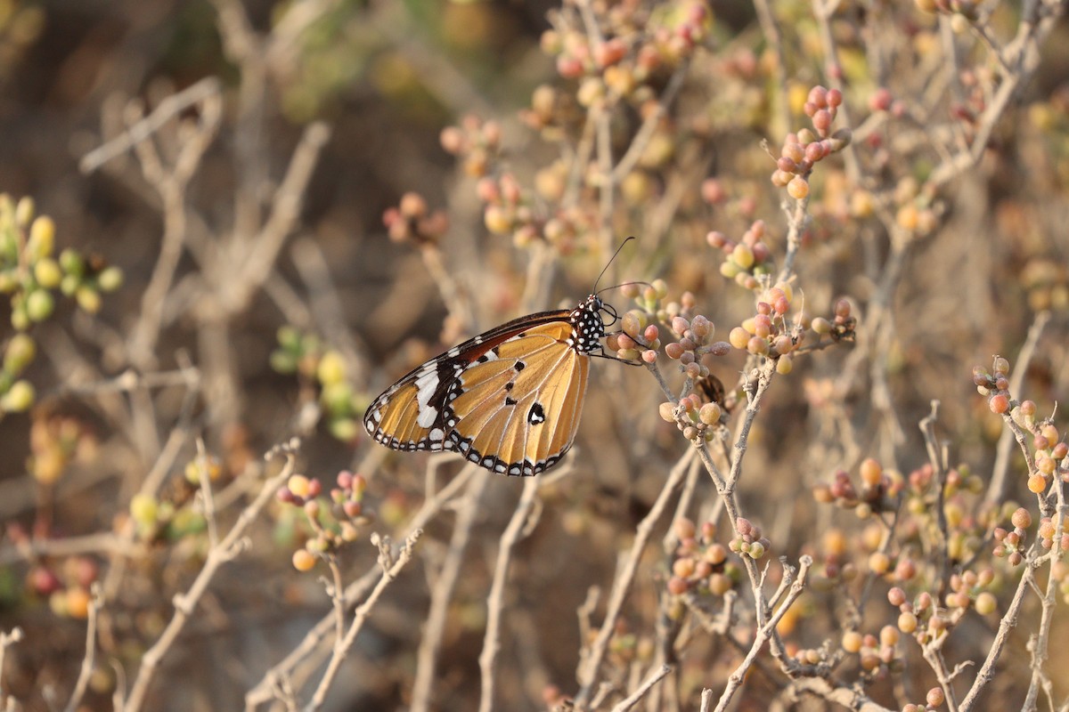 Animals - ML646434927