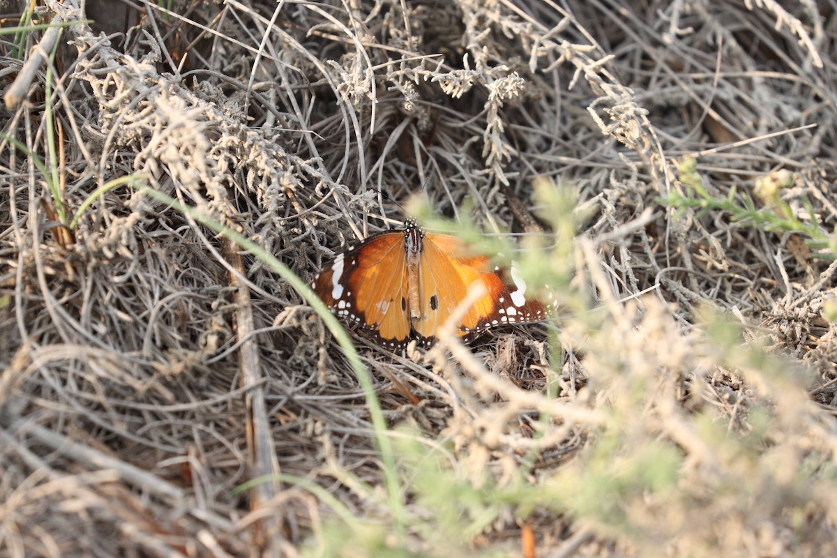 Animals - ML646434928