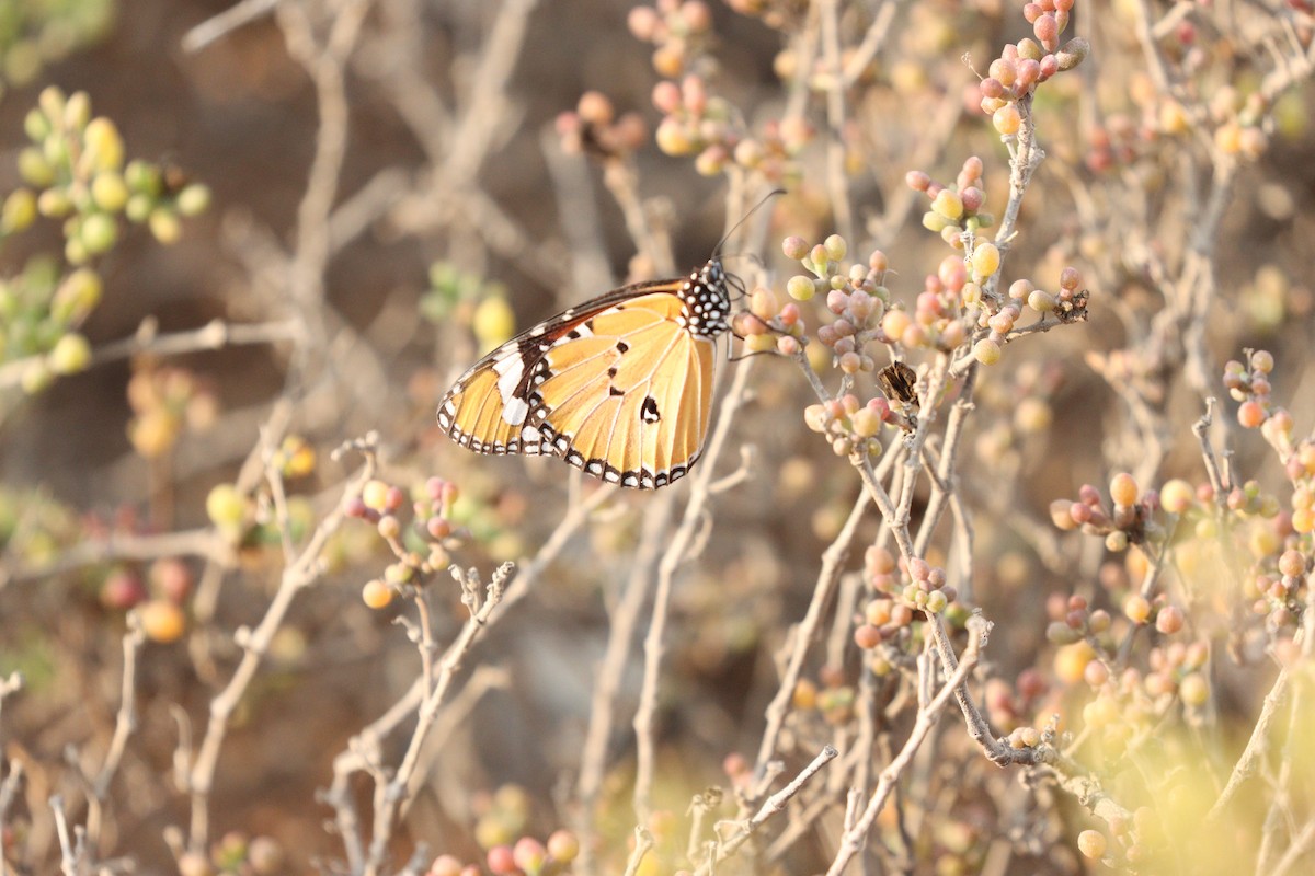 Animals - ML646434929