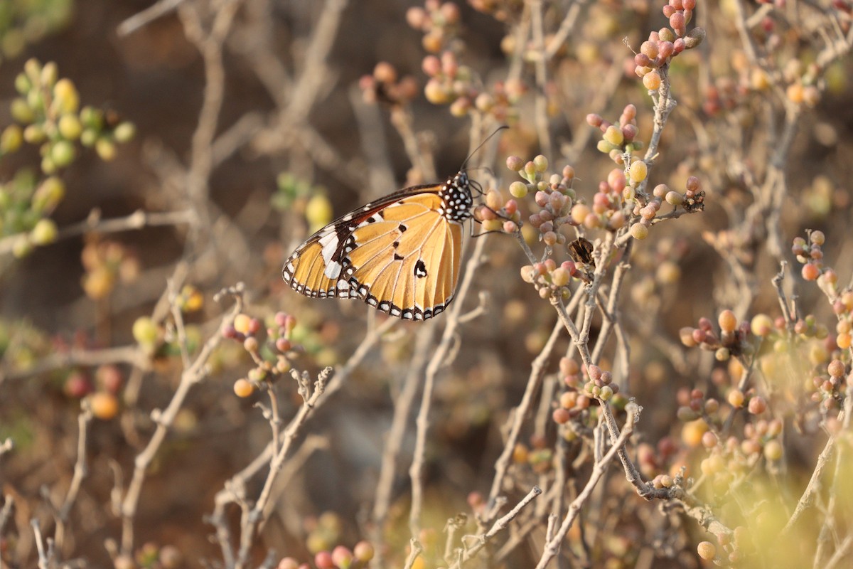 Animals - ML646434930