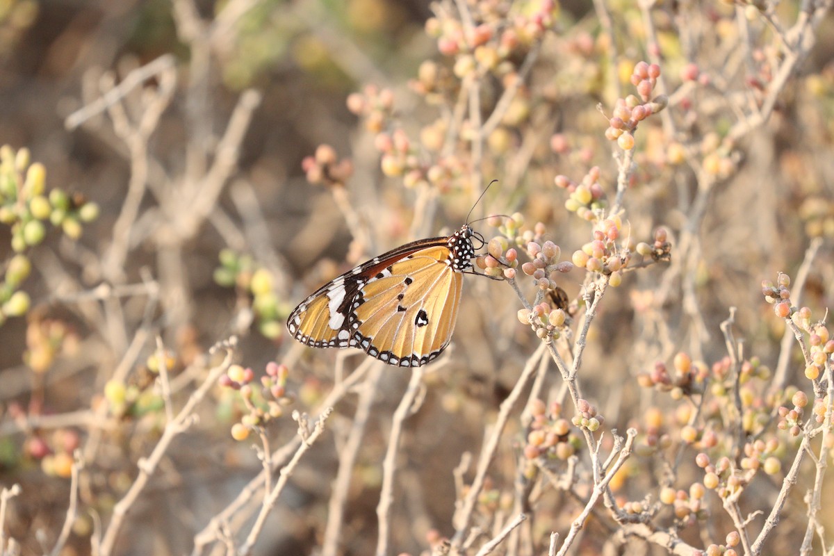 Animals - ML646434931