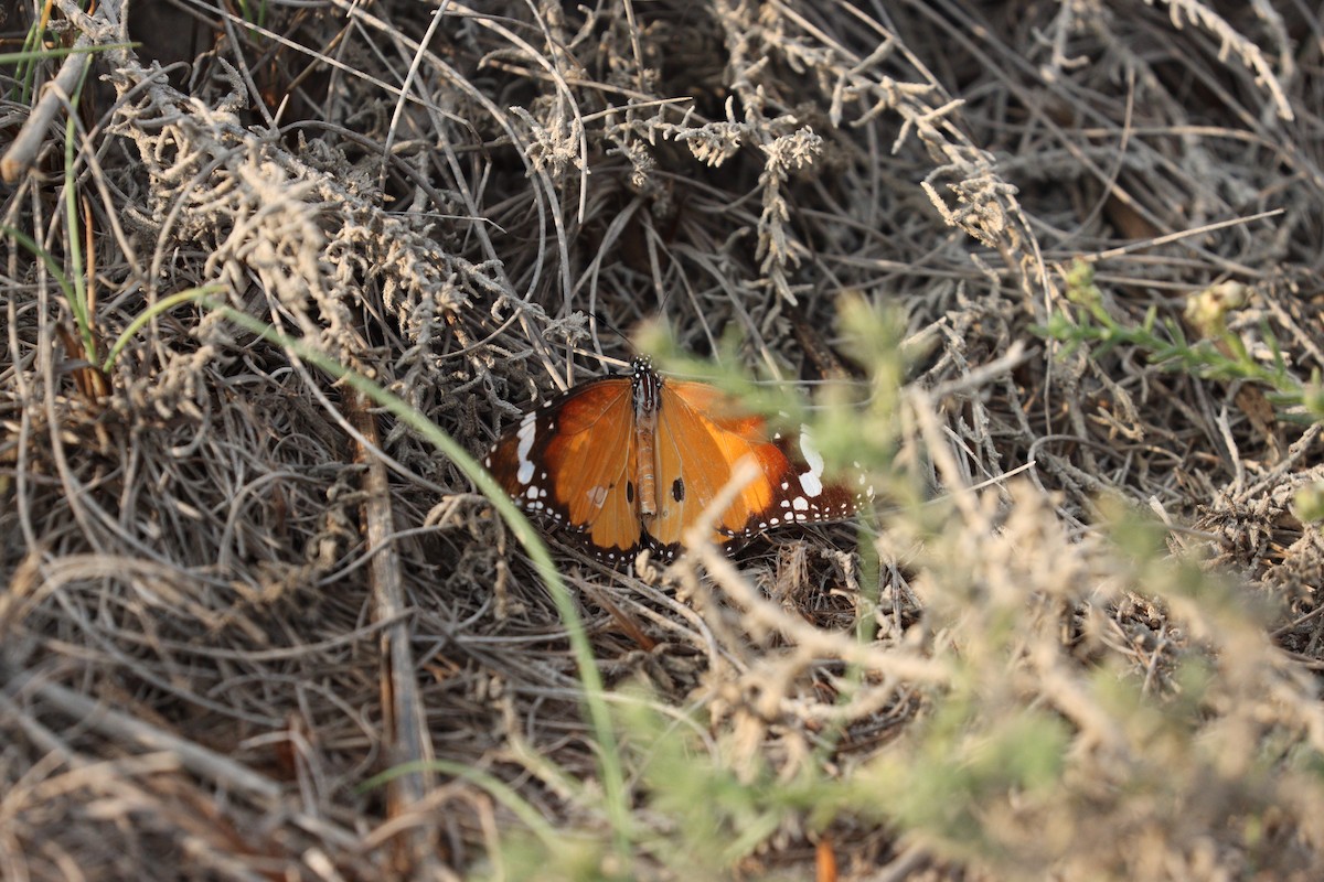 Animals - ML646434932