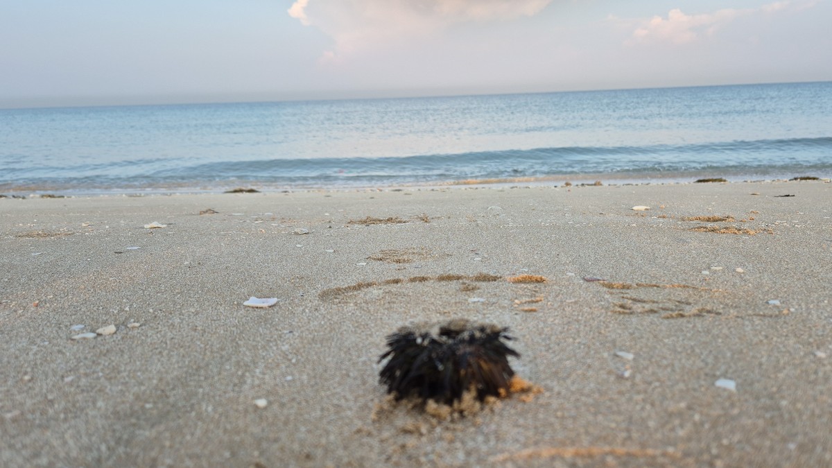 Animals - ML646434933