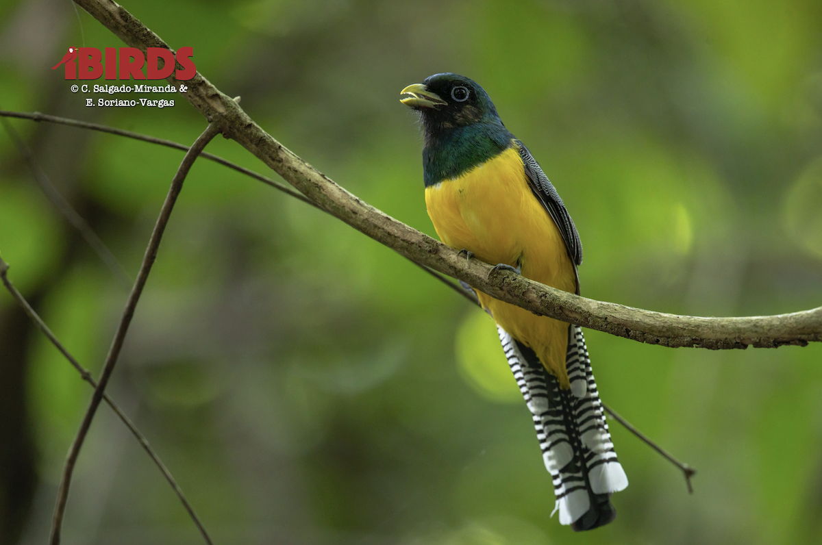 Graceful Black-throated Trogon - ML646434934