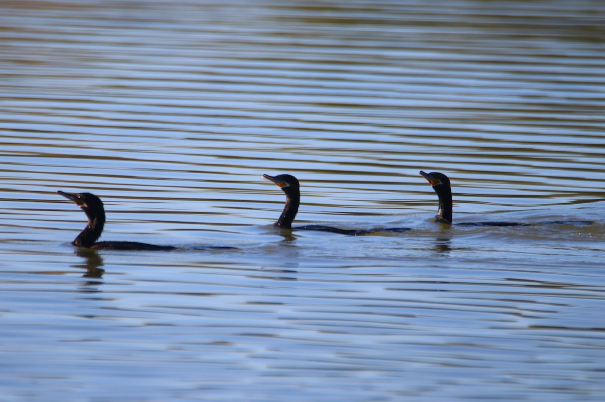 Neotropic Cormorant - ML646434935