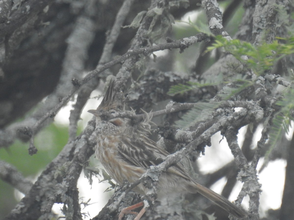 Lark-like Brushrunner - ML646434936