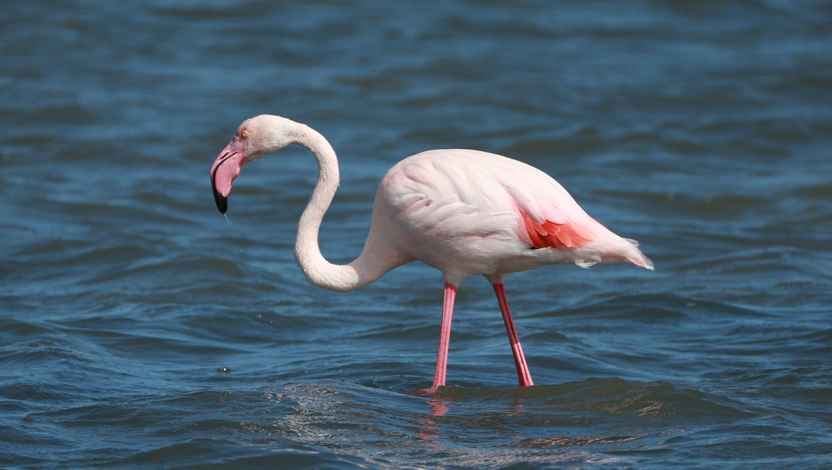 Greater Flamingo - ML646434937