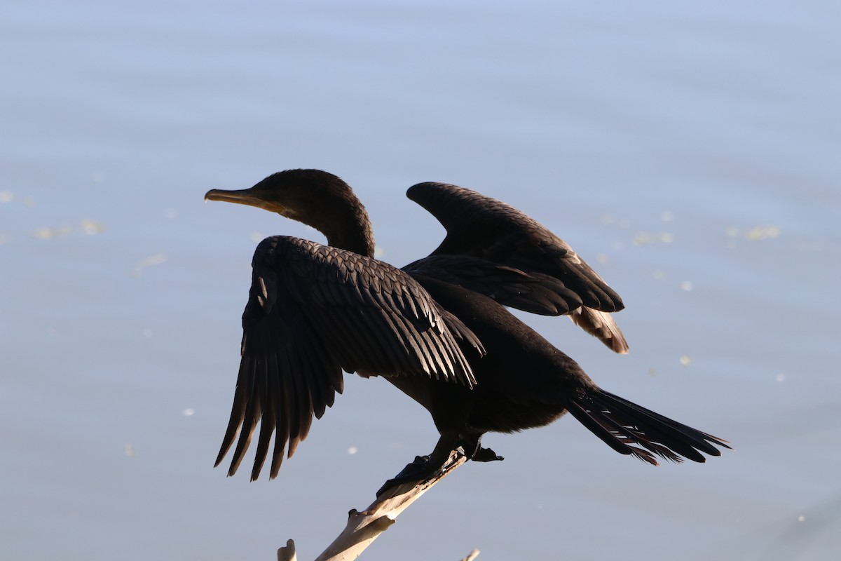 Neotropic Cormorant - ML646434938