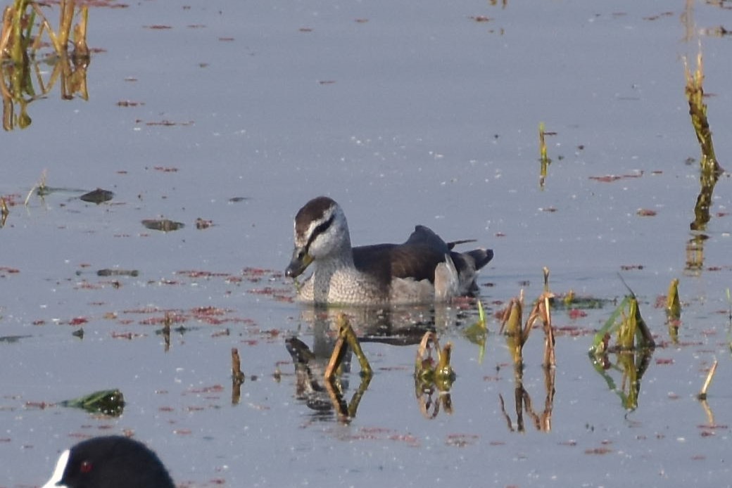 Cotton Pygmy-Goose - ML646434939