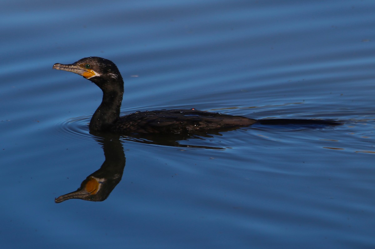 Neotropic Cormorant - ML646434945