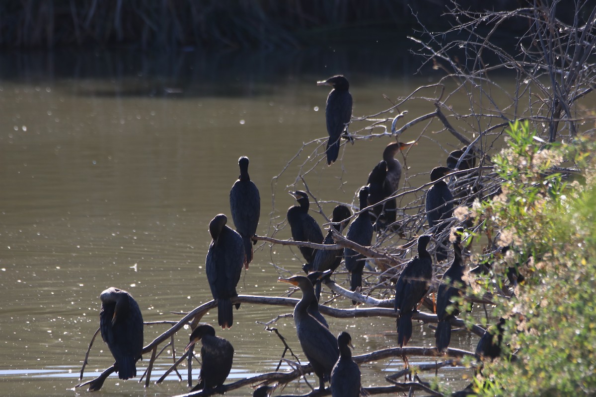 Neotropic Cormorant - ML646434946