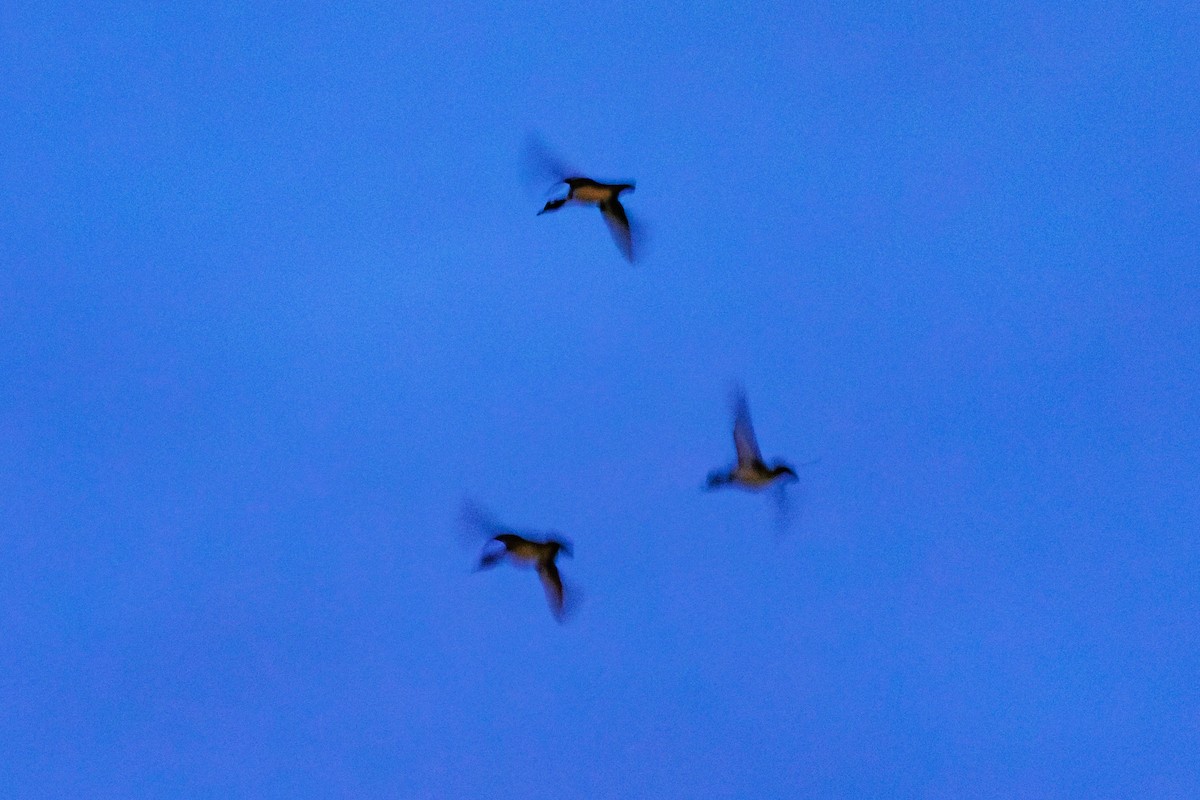 Капюшоновый крохаль - ML646434947