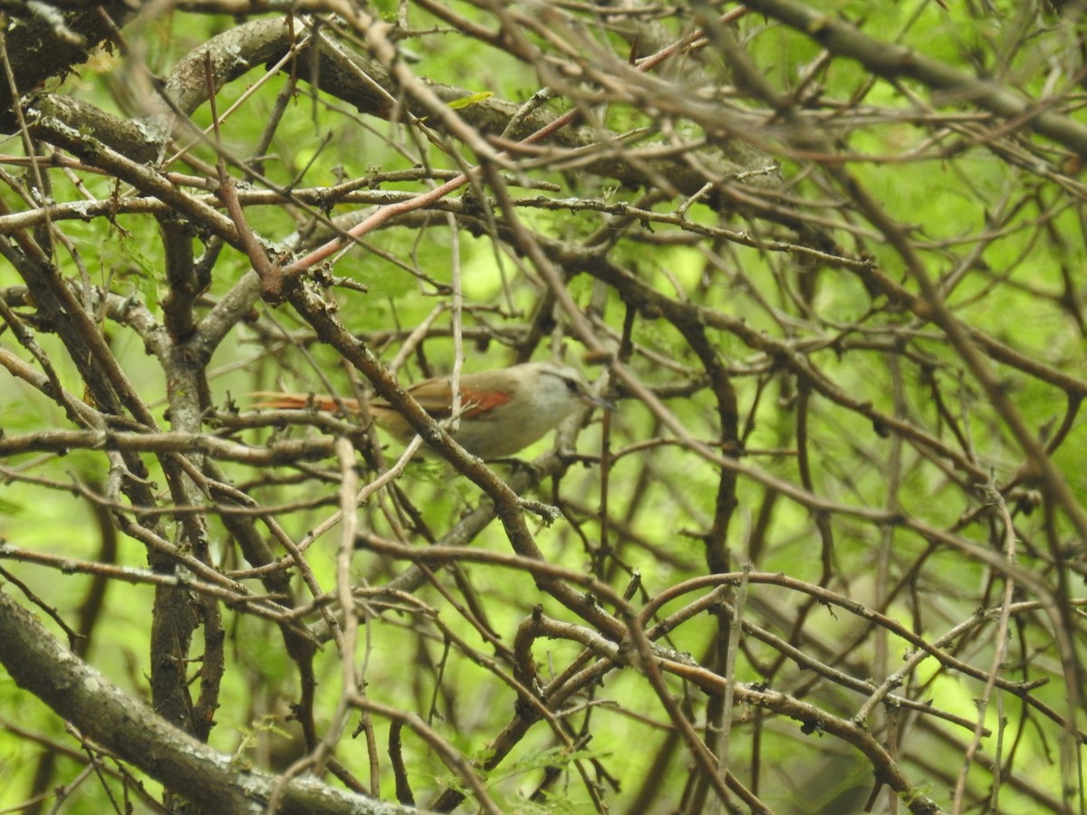 Stripe-crowned Spinetail - ML646434948