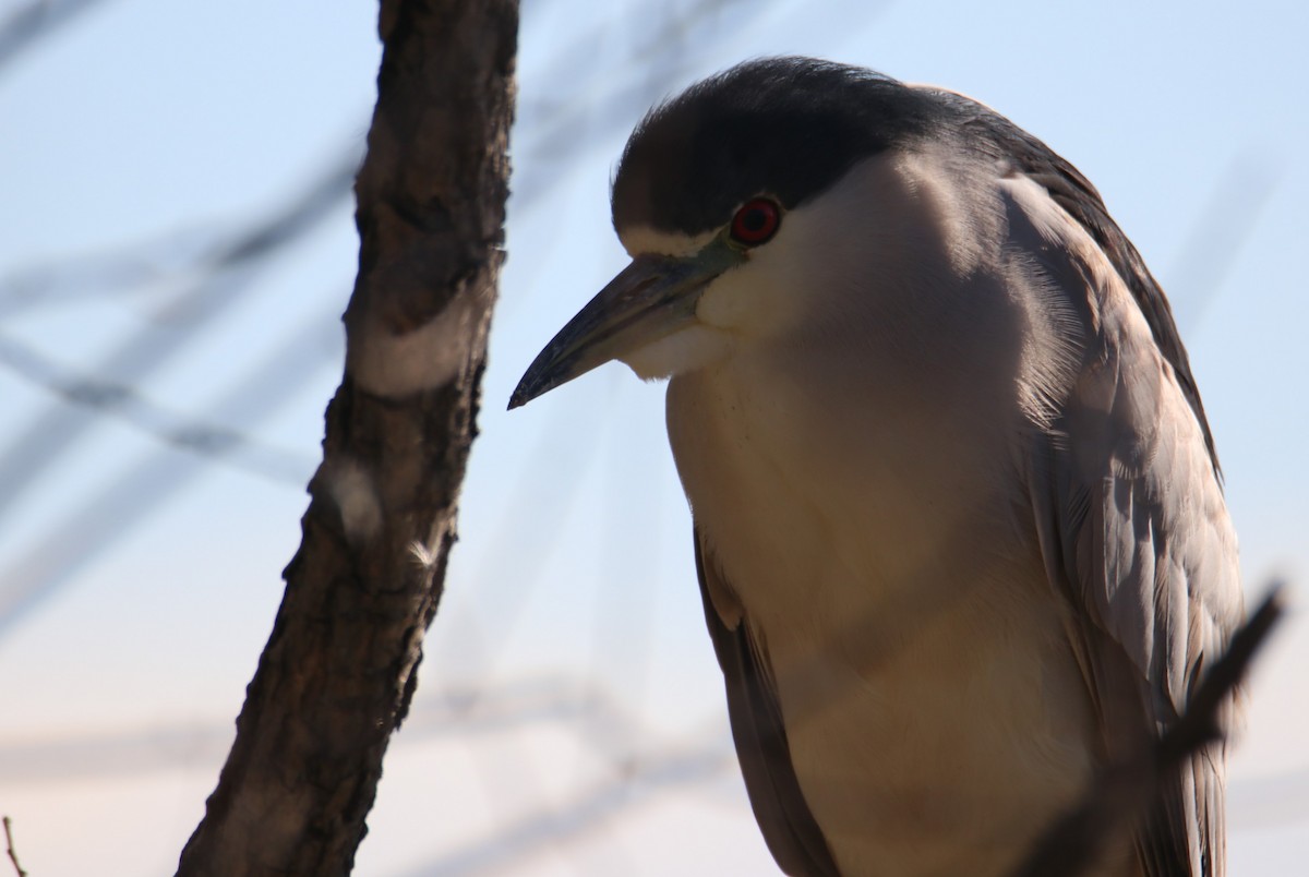 夜鷺 - ML646434950