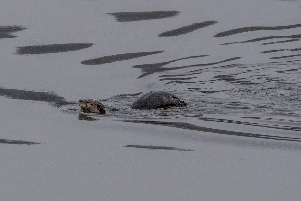 Animals - ML646434951